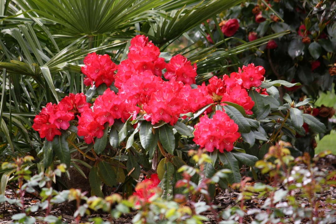 Rhododendrons parc de Kerdudal